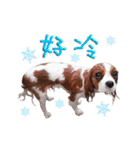 Cavalier King Charles Spaniel-nami(^^)（個別スタンプ：19）