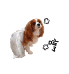 Cavalier King Charles Spaniel-nami(^^)（個別スタンプ：21）