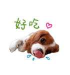 Cavalier King Charles Spaniel-nami(^^)（個別スタンプ：22）