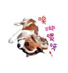 Cavalier King Charles Spaniel-nami(^^)（個別スタンプ：24）