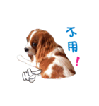 Cavalier King Charles Spaniel-nami(^^)（個別スタンプ：25）