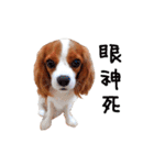 Cavalier King Charles Spaniel-nami(^^)（個別スタンプ：26）