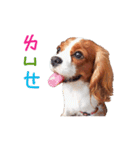 Cavalier King Charles Spaniel-nami(^^)（個別スタンプ：28）