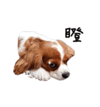 Cavalier King Charles Spaniel-nami(^^)（個別スタンプ：29）