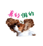 Cavalier King Charles Spaniel-nami(^^)（個別スタンプ：30）