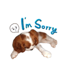 Cavalier King Charles Spaniel-nami(^^)（個別スタンプ：32）