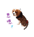 Cavalier King Charles Spaniel-nami(^^)（個別スタンプ：33）