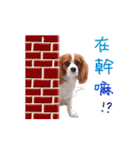 Cavalier King Charles Spaniel-nami(^^)（個別スタンプ：34）