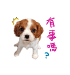 Cavalier King Charles Spaniel-nami(^^)（個別スタンプ：36）