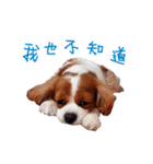 Cavalier King Charles Spaniel-nami(^^)（個別スタンプ：37）