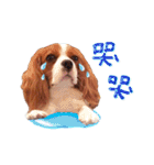 Cavalier King Charles Spaniel-nami(^^)（個別スタンプ：39）