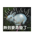 My name is rabbit.（個別スタンプ：1）