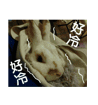 My name is rabbit.（個別スタンプ：2）