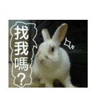 My name is rabbit.（個別スタンプ：3）