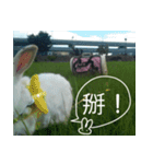 My name is rabbit.（個別スタンプ：4）