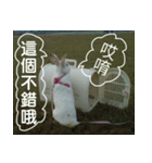 My name is rabbit.（個別スタンプ：7）