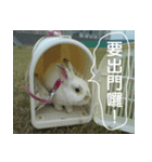 My name is rabbit.（個別スタンプ：10）