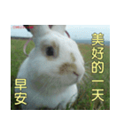 My name is rabbit.（個別スタンプ：11）