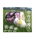 My name is rabbit.（個別スタンプ：13）