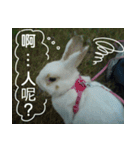 My name is rabbit.（個別スタンプ：14）