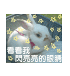 My name is rabbit.（個別スタンプ：15）