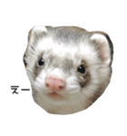 Ferret photos of sticker（個別スタンプ：2）