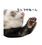 Ferret photos of sticker（個別スタンプ：4）