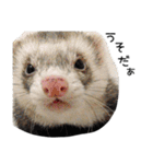 Ferret photos of sticker（個別スタンプ：5）