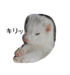 Ferret photos of sticker（個別スタンプ：7）