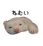 Ferret photos of sticker（個別スタンプ：8）