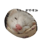 Ferret photos of sticker（個別スタンプ：9）