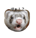 Ferret photos of sticker（個別スタンプ：11）