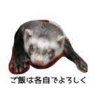 Ferret photos of sticker（個別スタンプ：12）