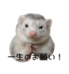 Ferret photos of sticker（個別スタンプ：13）