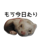 Ferret photos of sticker（個別スタンプ：17）