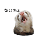 Ferret photos of sticker（個別スタンプ：18）