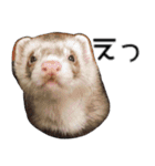 Ferret photos of sticker（個別スタンプ：24）