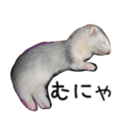 Ferret photos of sticker（個別スタンプ：27）