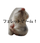 Ferret photos of sticker（個別スタンプ：34）