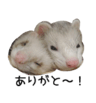 Ferret photos of sticker（個別スタンプ：37）