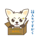 我が家のMIX犬 チョロ助（個別スタンプ：6）