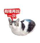 Cat sector spokesperson（個別スタンプ：8）