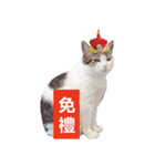 Cat sector spokesperson（個別スタンプ：10）