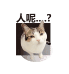 Cat sector spokesperson（個別スタンプ：13）