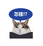 Cat sector spokesperson（個別スタンプ：14）