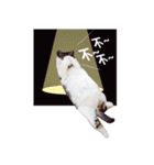 Cat sector spokesperson（個別スタンプ：18）