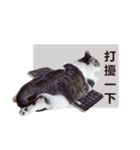 Cat sector spokesperson（個別スタンプ：25）