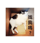 Cat sector spokesperson（個別スタンプ：31）