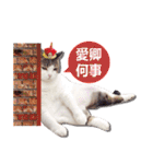 Cat sector spokesperson（個別スタンプ：36）