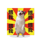 Cat sector spokesperson（個別スタンプ：37）